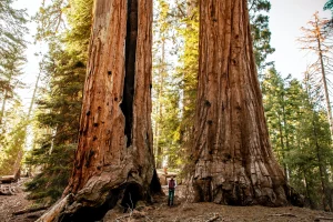 Sequoia National parks usa amerika leto student work and travel 