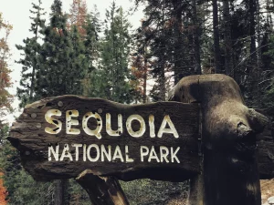 Sequoia National parks usa amerika leto student work and travel 